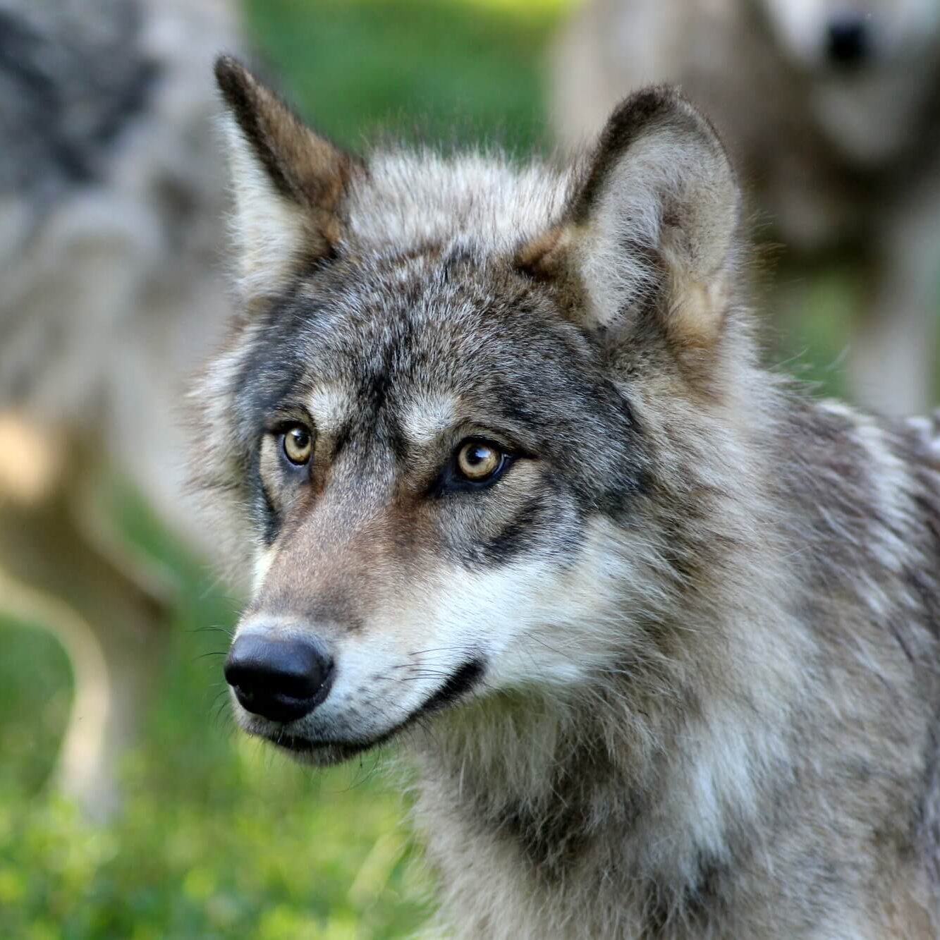 Parc animalier Gramat