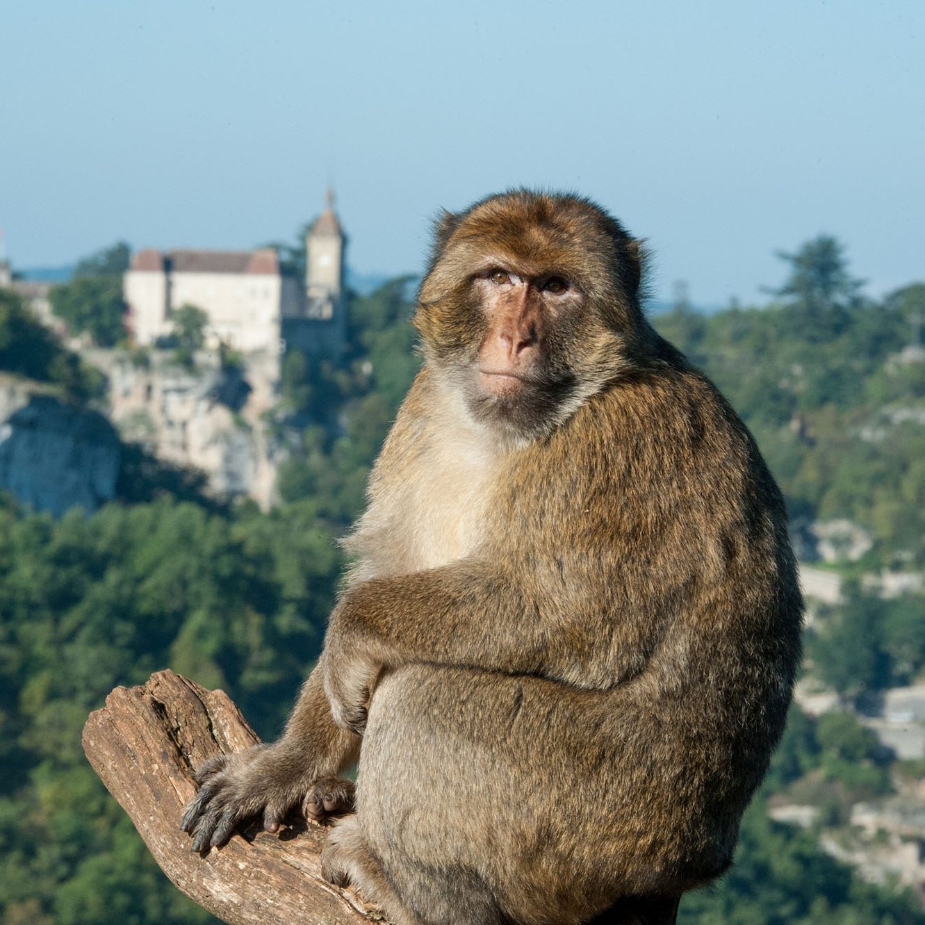Forêt des singes Rocamadour