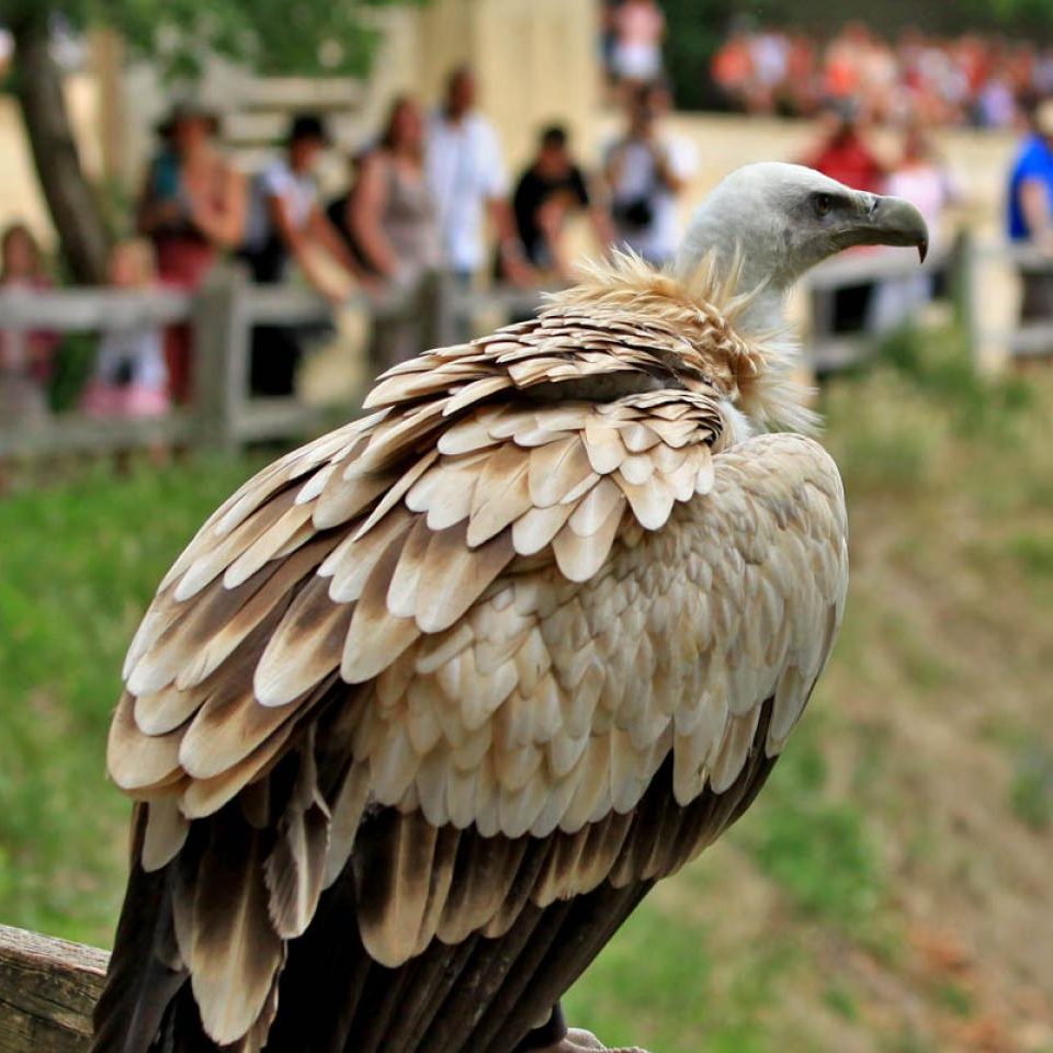 Rocher des aigles